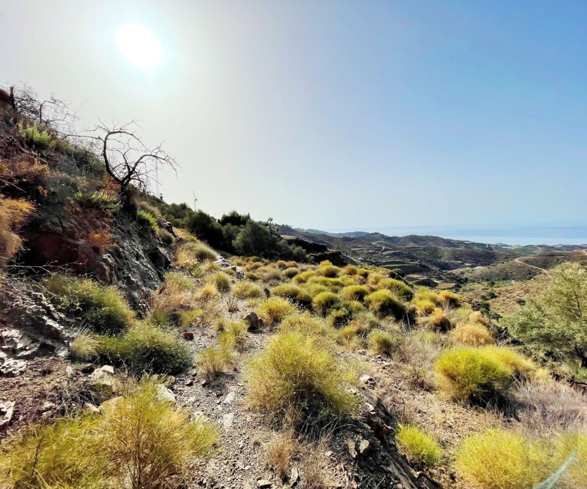 Plot in Sayalonga