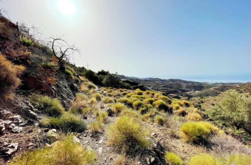 Plot in Sayalonga